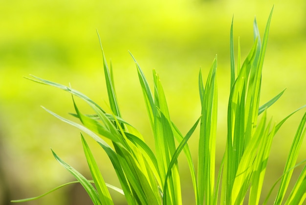 Groen gras geïsoleerd op groene achtergrond