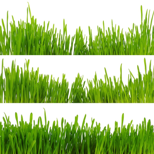 Groen gras geïsoleerd op witte achtergrond