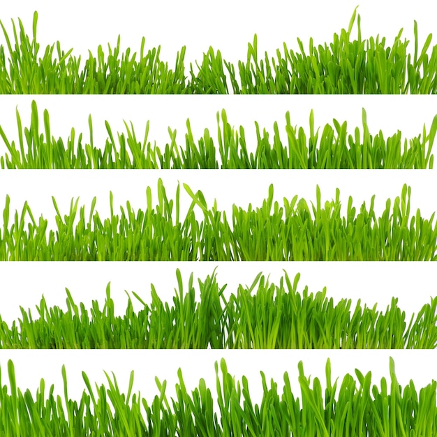 Groen gras geïsoleerd op witte achtergrond