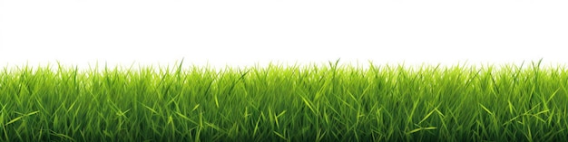 Foto groen gras grens op een witte achtergrond de horizon van het groene gazon greenfield frame achtergrond