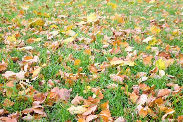 Groen gras herfst achtergrond met abscised bladeren