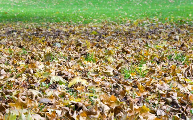 Groen gras herfst achtergrond met abscissed bladeren