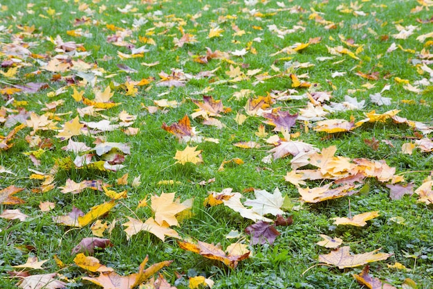 Groen gras herfst