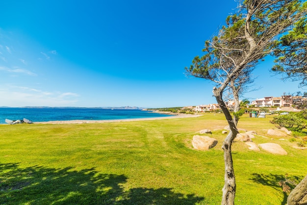 Groen gras in Cala del Faro