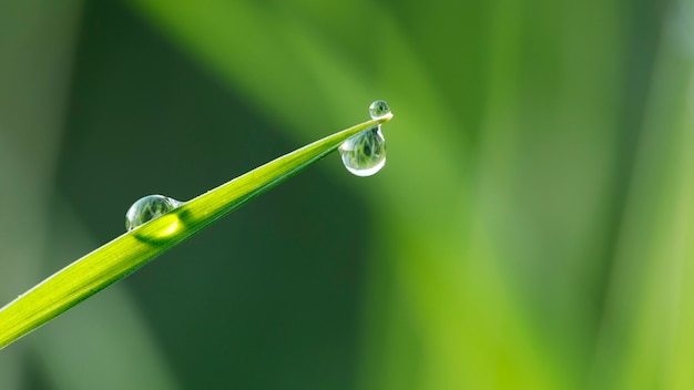 Groen gras in de dauw op het oppervlak van de ochtendzon