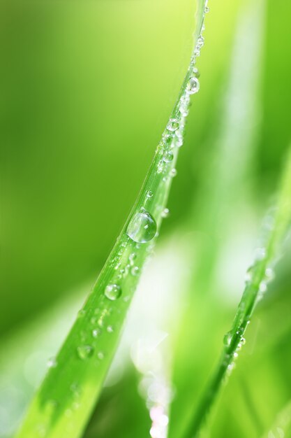 Groen gras in de natuur met regendruppels