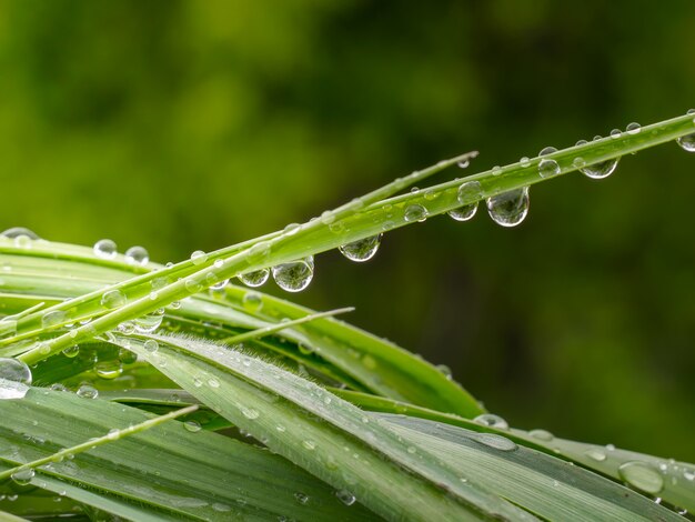 Groen gras in de natuur met regendruppels