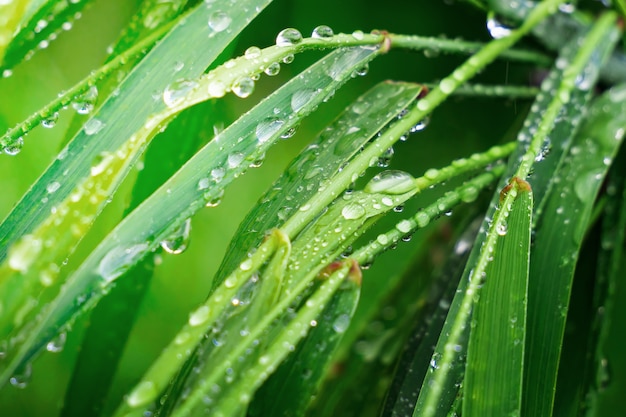 Groen gras in de natuur met regendruppels
