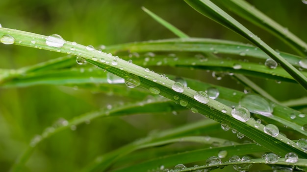 Groen gras in de natuur met regendruppels