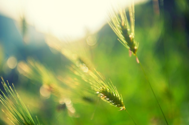 Groen gras in de ochtendzon. Macro afbeelding. Mooie zomerse natuur achtergrond