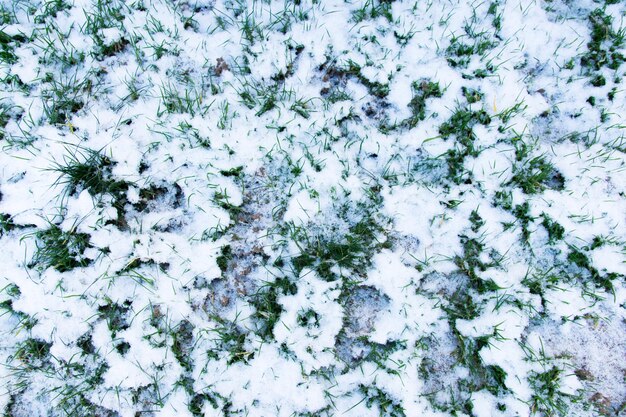 Groen gras in de winter met veel witte sneeuw