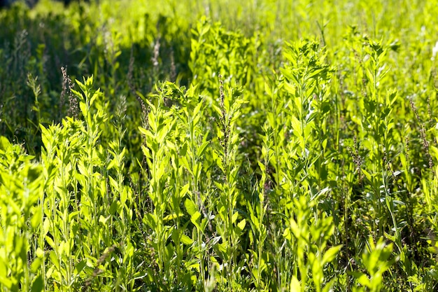 Groen gras in de zomer