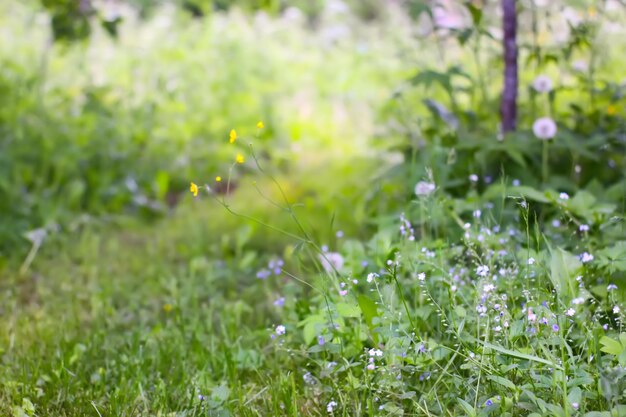 Groen gras in de zomertuin