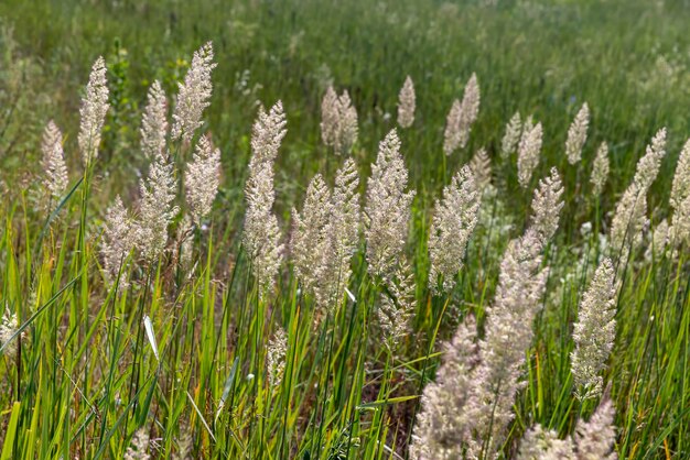 Groen gras in een veld in de zomer een veld met