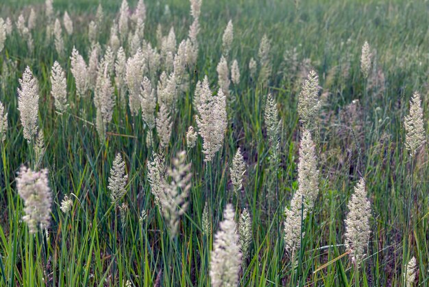 Groen gras in een veld in de zomer een veld met