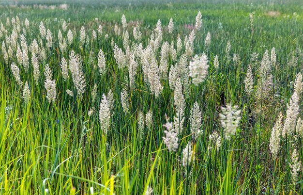 Groen gras in een veld in de zomer een veld met
