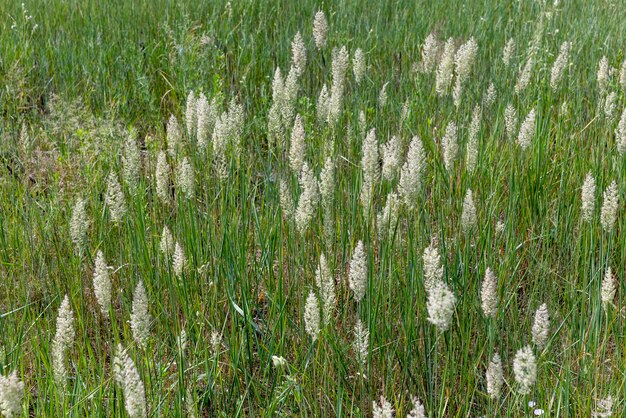 Groen gras in een veld in de zomer een veld met