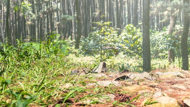 Groen gras in het bos