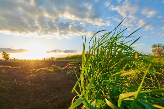 Groen gras in het veld