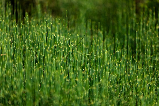 Groen gras in het veld