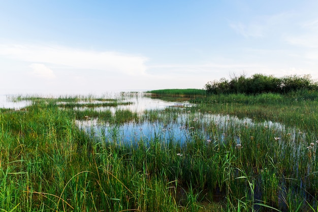 Groen gras in het water. Groot meer met gras. Prachtig landschap