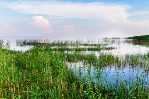 Groen gras in het water. Groot meer met gras. Prachtig landschap