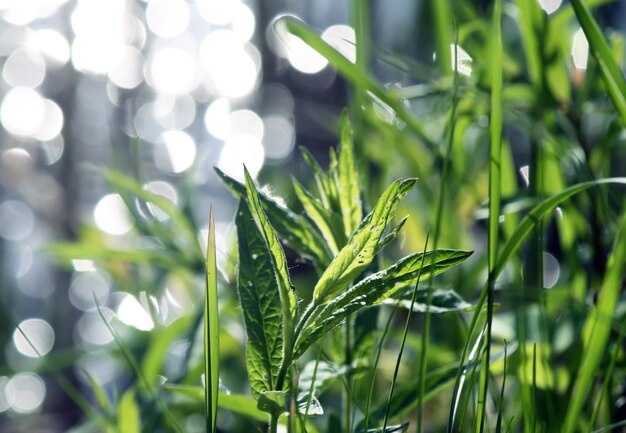 Groen gras in het zonlicht