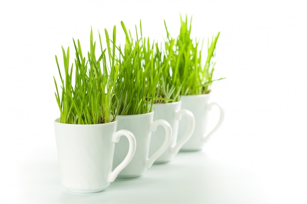 Groen gras in koffiekoppen