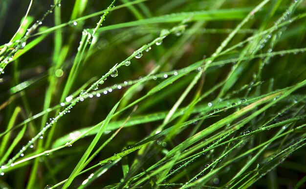 Groen gras in regendruppels close-up Natuurlijke achtergrondstructuur van nat gras