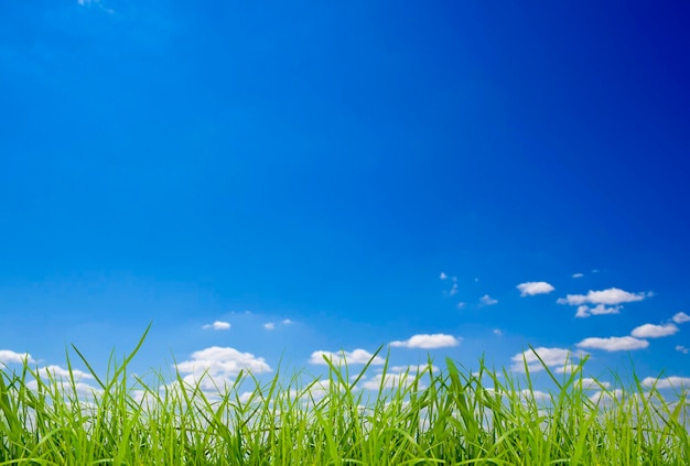 Foto groen gras isolatie op de witte achtergronden