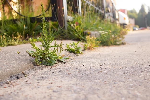 Foto groen gras langs de kant van de weg