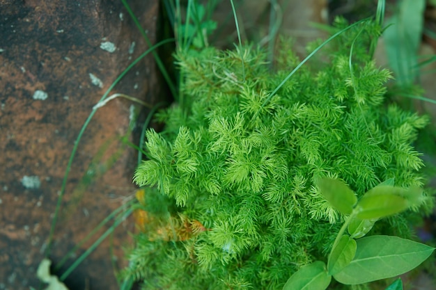 Groen gras lijkt op Varens met rots voor de ruimte van de exemplaartekst