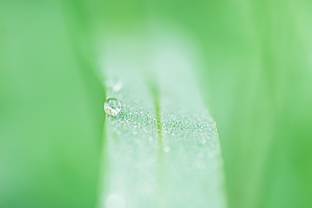 Groen gras macro foto met dauwdruppels erop Macro natuur