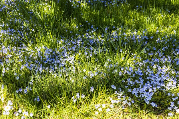 Groen gras met blauwe bloemen groeit en bloeit in de botanische tuin