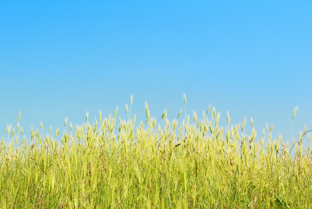 Groen gras met blauwe lucht en wolken.