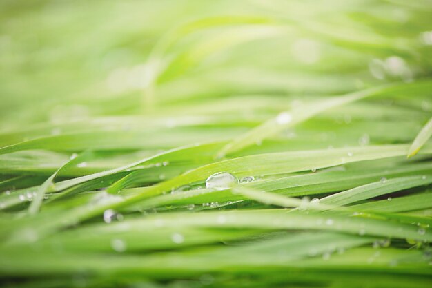 Groen gras met dauw druppels macro foto Natuurlijke groene achtergrond met zachte focus