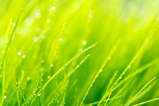 Groen gras met dauwachtergrond