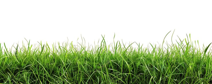 Foto groen gras met een witte achtergrond