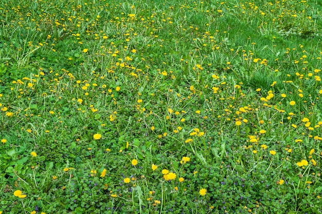 Groen gras met gele bloemen achtergrond Een tapijt van vers groen gras en jonge gele bloemen