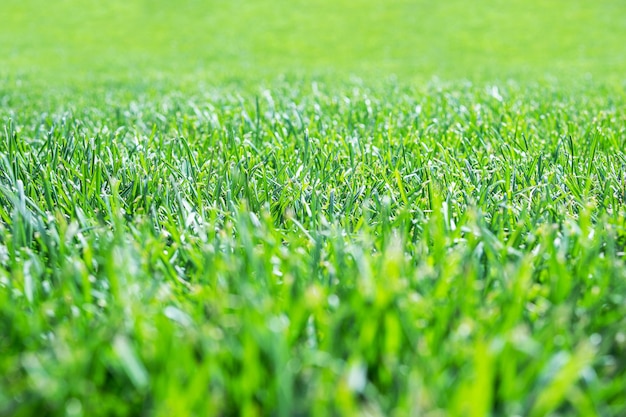 groen gras met ondiepe scherptediepte, perspectief terugwijkend in de verte