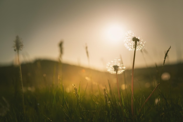 Groen gras met paardebloemen in de bergen bij zonsondergang. Macrobeeld, ondiepe scherptediepte. Zomer natuur achtergrond.