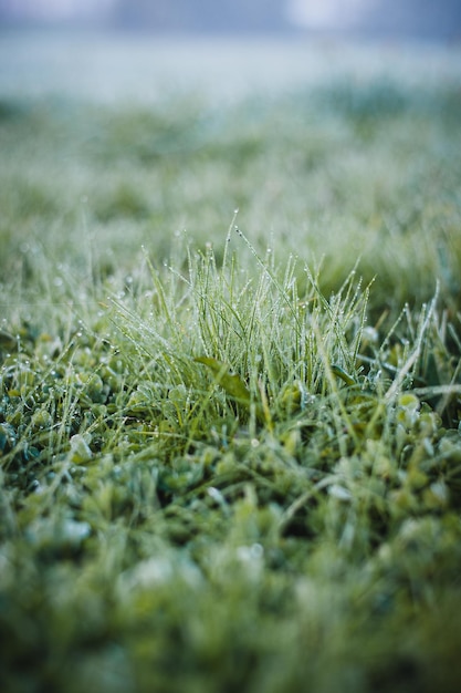 Groen gras met regendruppels dichten