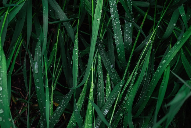 Groen gras met regendruppels oppervlak. Bovenaanzicht.