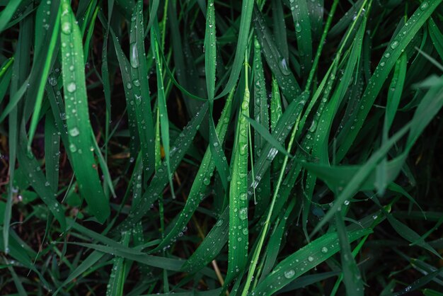 Groen gras met regendruppels oppervlak. Bovenaanzicht.