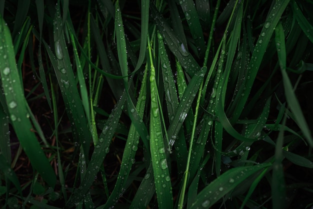 Groen gras met regendruppels oppervlak