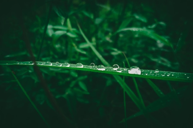 groen gras met regendruppels