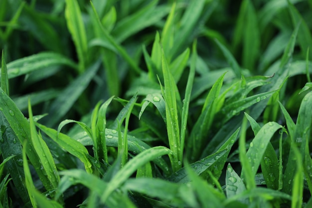 groen gras met waterdruppeltje in de zon