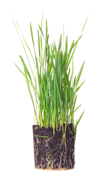 Groen gras met wortels