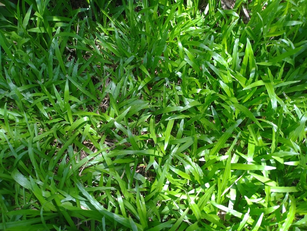 Groen gras met zacht zonlicht