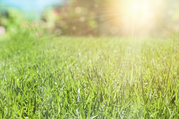 Foto groen gras met zonlicht, natuur achtergrond